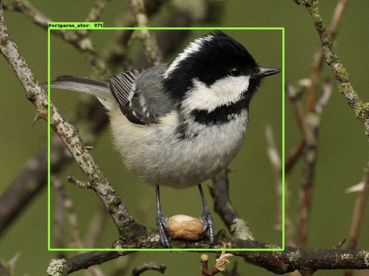 Bird Species Detection