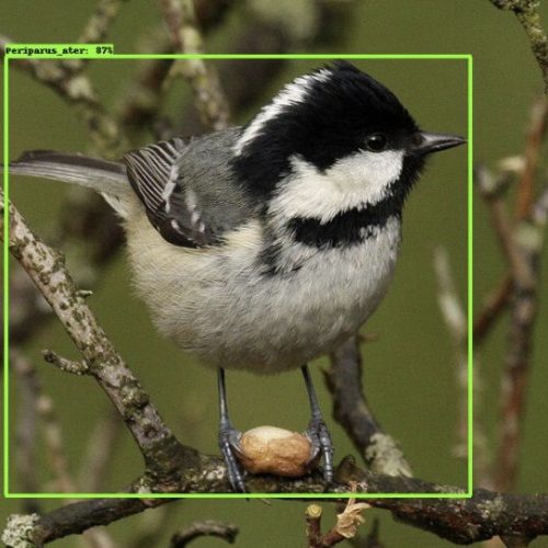Bird Species Detection